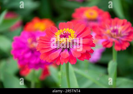 Flowers bloom in the summer in a small garden in the west of Vietnam Stock Photo