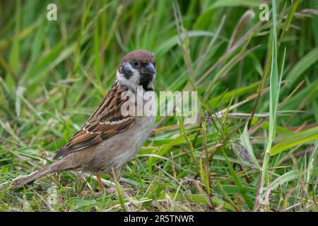 Tree sparrow (Passer montanus) foraging for insects for its fledglings in Fife, Scotland, UK. Stock Photo
