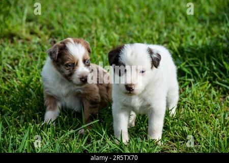 Two small canine companions gaze curiously at something in the distance, standing among lush green grass Stock Photo