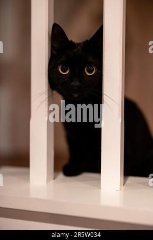 A curious black cat peeking out from behind a white railing, with its bright yellow eyes looking out inquisitively Stock Photo