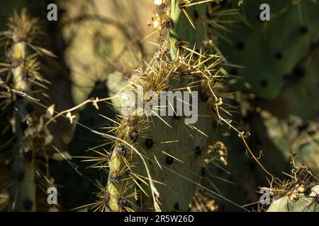 Macro Cactus in Mineral de Pozos Stock Photo