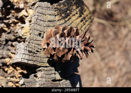 pine cone close up on tree stump Stock Photo