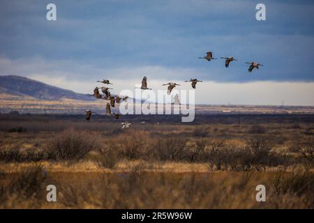 A flock of Sandhill Cranes in flight soaring over the dried field on a clouded day Stock Photo