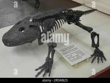 Kamacops acervalis is an extinct amphibian that belonged to the group of temnospondyls. Stock Photo