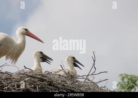 White Storks: White storks are waiting for the food Stock Photo