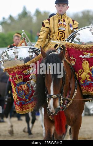 Drum Shire Horse Apollo at the Royal Windsor Horse Show 2023, performing with the Household Cavalry, Blues and Royals Stock Photo