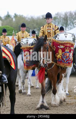 Drum Shire Horse Apollo at the Royal Windsor Horse Show 2023, performing with the Household Cavalry, Blues and Royals Stock Photo