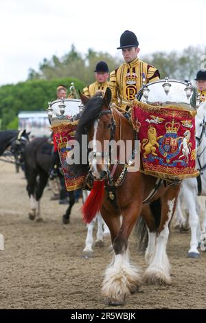 Drum Shire Horse Apollo at the Royal Windsor Horse Show 2023, performing with the Household Cavalry, Blues and Royals Stock Photo