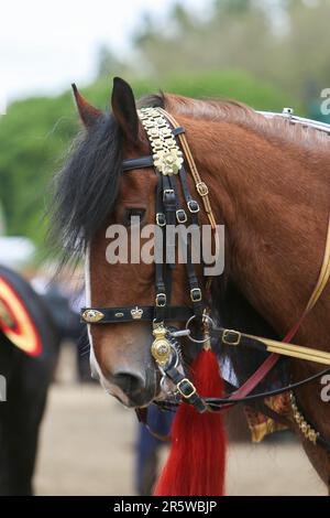 Drum Shire Horse Apollo at the Royal Windsor Horse Show 2023, performing with the Household Cavalry, Blues and Royals Stock Photo