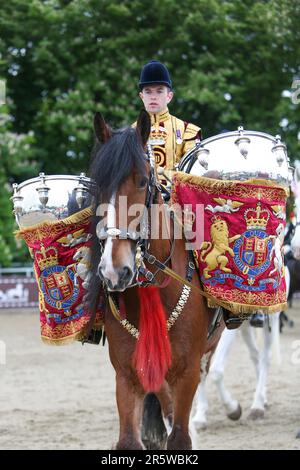 Drum Shire Horse Apollo at the Royal Windsor Horse Show 2023, performing with the Household Cavalry, Blues and Royals Stock Photo