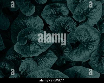 Creative layout of tidewater green leaves. Flat lay. Nature background. Abstract leaf texture background in trendy color of 2021. Nature decor for Stock Photo