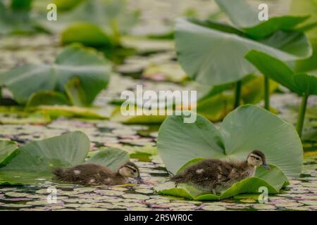Wood duck (Aix sponsa) ducklings (also called Carolina duck) are looking for food in the water lilies on Yellow Lake, Sammamish, King County, Washingt Stock Photo