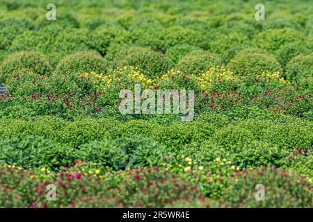 Chrysanthemum Mums on the Field, Chrysanths Plants Stock Photo