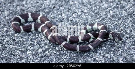 California Kingsnake on Asphalt Road. Henry W. Coe State Park, California, USA. Stock Photo