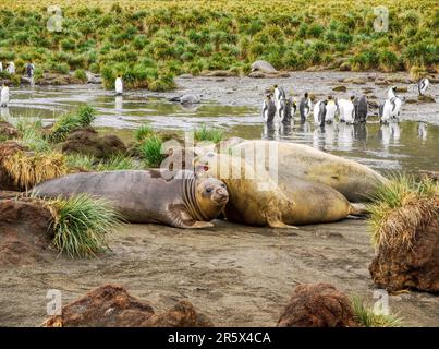 In Gold Bay on South Georgia Island, moulting southern elephant seals (Mirounga leonina) lie together, near king penguins (Aptenodytes patagonicus). Stock Photo