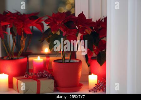 Potted poinsettias, burning candles and festive decor on windowsill in room. Christmas traditional flower Stock Photo