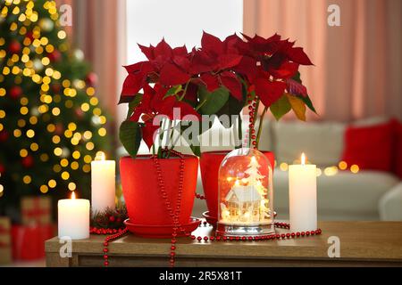 Potted poinsettias, burning candles and festive decor on wooden table in room. Christmas traditional flower Stock Photo