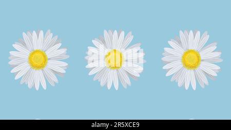 Vector illustration of chamomiles on blue background Stock Vector