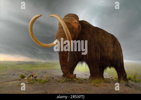Wooly mammoth Stock Photo