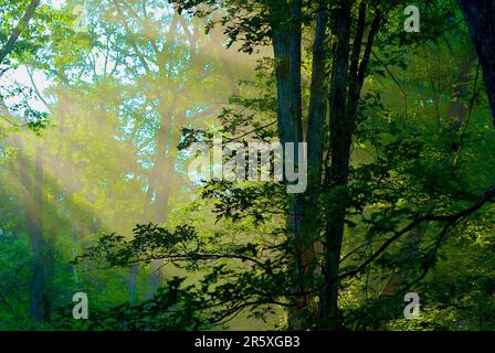 Light rays stream through a forest on a late afternoon. Stock Photo