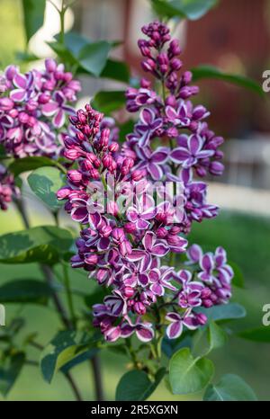 'Sensation' Lilac, Syren (Syringa vulgaris) Stock Photo