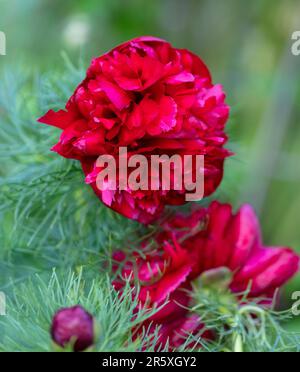 'Plena' Fernleaf Peony, Dillpion (Paeonia tenuifolia) Stock Photo