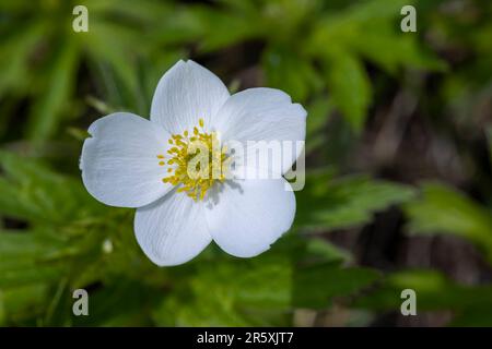 An Anemone parviflora flower, the northern anemone, or small-flowered anemone, is a herbaceous flowering plant species in the buttercup family Ranuncu Stock Photo