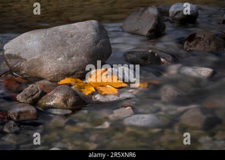 A yellow discoloured maple leaf lying in the riverbed Stock Photo
