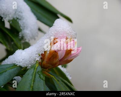 Flowers with Snow, Rhododendron Flower with Snow, rhododendrons ...