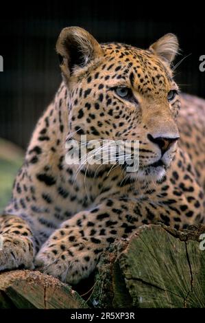 Northern Persian Leopard (Panthera pardus), Leopard, Persian Leopard (Panthera pardus ciscaucasica) Stock Photo