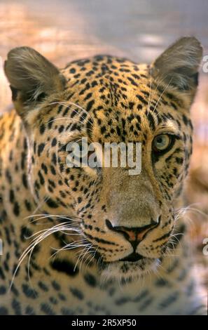 Northern Persian Leopard (Panthera pardus), Leopard, Persian Leopard (Panthera pardus ciscaucasica) Stock Photo