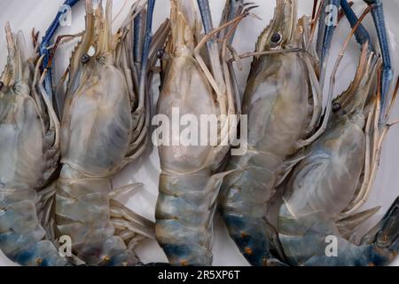 Close up of fresh raw prawns or shrimps in white plate for cooking. Stock Photo