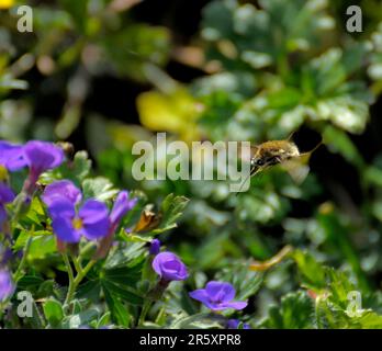 Butterfly : hummingbird hawk-moth (Macroglossum stellatarum), Peregrine butterfly, Pigeon tail, Dove tail, Carp tail Stock Photo