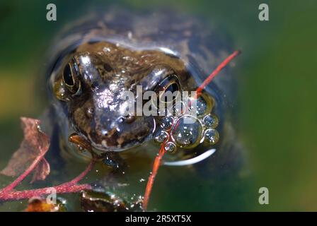 Grass frog lying in the water Stock Photo