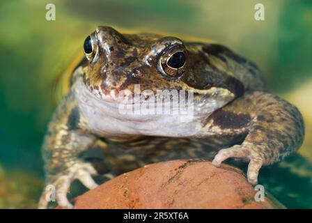 Grass frog lying in the water Stock Photo