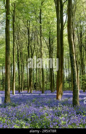 Bluebells in Wepham Woods Stock Photo