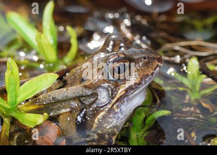 Grass frog lying in the water Stock Photo