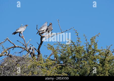 Pale (Melierax canorus) chanting goshawks, three adult birds sitting on a branch on top of tree, Kalahari desert, Kgalagadi Transfrontier Park, Northe Stock Photo