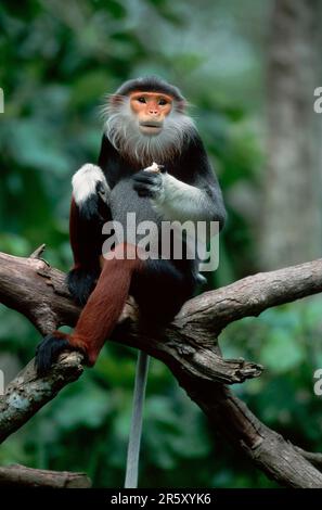 Red-shanked Douc (Pygathrix nemaeus) Langur, male Stock Photo