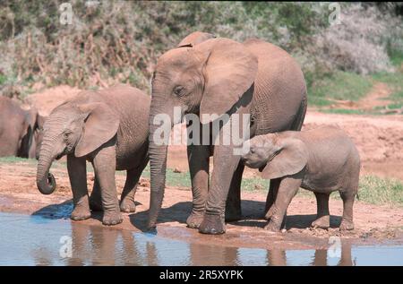 African Elephants (Loxodonta africana), Addo Elephant national park, South Africa Stock Photo
