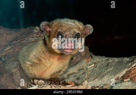 Kinkajou (Potos flavus) Stock Photo