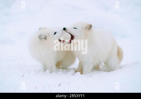 Arctic foxes (Vulpes lagopus), pair Stock Photo