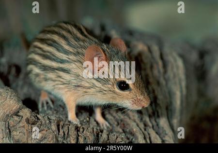 Striped barbary striped grass mouse (Lemniscomys barbarus) Stock Photo