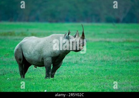 Black Rhinoceros (Diceros bicornis), Ngorongoro, Tanzania Stock Photo