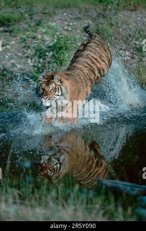 Siberian tiger (Panthera tigris altaica) Stock Photo