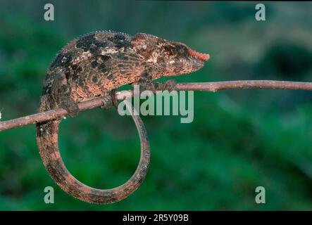 Short-horned chameleon (Calumma brevicornis), side, Madagascar Stock Photo