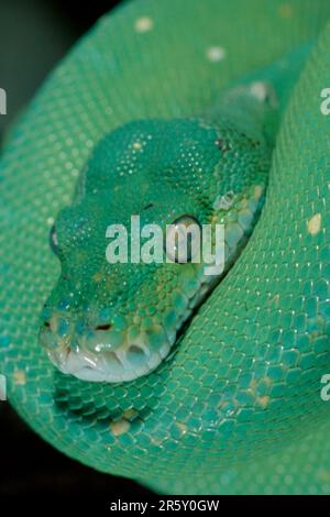 Green Tree Pythons Morelia Viridis, endemic animals from Eastern ...