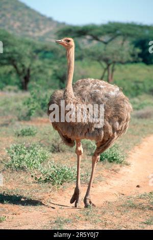 Somali ostrich, female, Samburu Game Reserve (Struthio camelus molybdophanes), Kenya Stock Photo