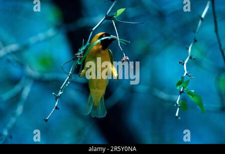 African southern masked weaver (Ploceus velatus), male building a nest, Hwange National Park, Zimbabwe Stock Photo