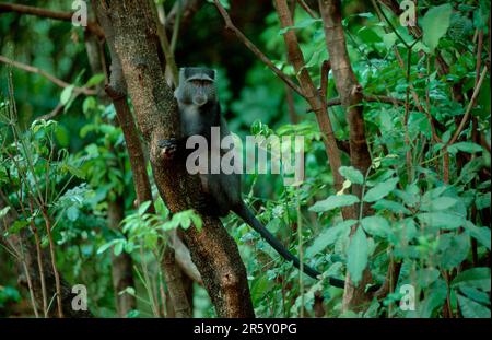 Blue Monkey, Lake Manyara national park, Tanzania (Cercopithecus mitis) Stock Photo